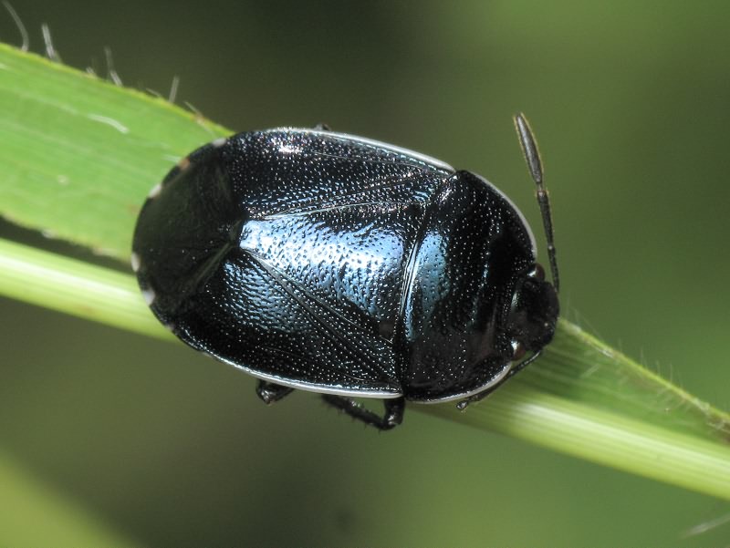 Canthophorus melanopterus (Herrich-Schäffer, 1835)